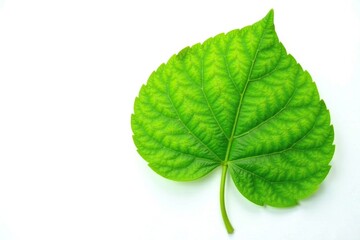 Obraz premium Single Mitragyna speciosa leaf isolated against white background, leaves, mitragyna speciosa