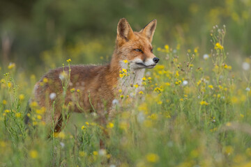A beautiful red fox standing between the yellow flowers, photographed in the dunes of the Netherlands.