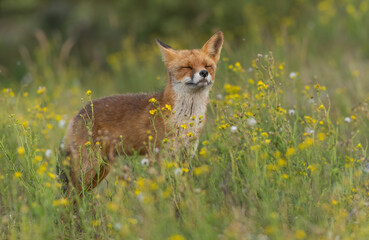 A beautiful red fox standing between the yellow flowers, photographed in the dunes of the Netherlands.