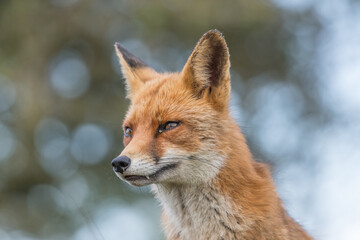 A close-up portrait of a beautiful red fox, photographed in the dunes of the Netherlands in a natural habitat.