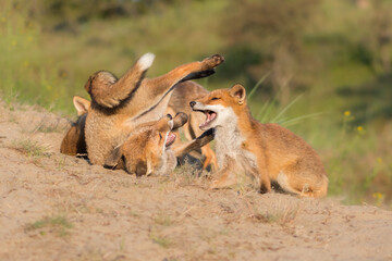 Two young foxes play with each other on top of a sand hill, photographed in the dunes of the Netherlands in a natural habitat.