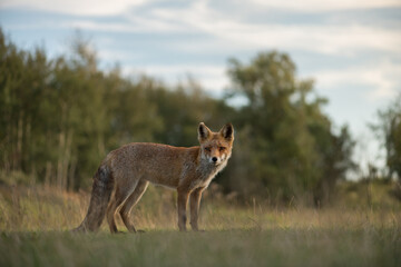 A relaxing red fox. Standing in the dunes with a blue sky in the background, photographed in the dunes of the Netherlands in a natural habitat.