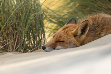 A lazy relaxing red fox. Laying in the dunes, photographed in the dunes of the Netherlands in a natural habitat.