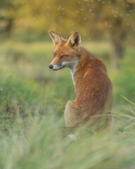 A relaxing red fox. Sitting in the dunes, photographed in the dunes of the Netherlands in a natural habitat.