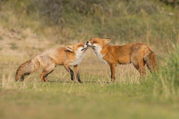 During a greeting of two red foxes in love gave each other a big hug. Photographed in the dunes of...