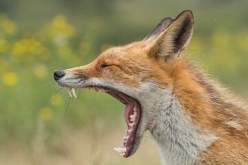 Fototapeta premium A yawning tired Red fox (vulpes vulpes) with sunset, photographed in the dunes of the Netherlands. With yellow flowers in the background.