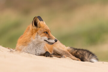 A lazy relaxing red fox. Laying in the dunes, photographed in the dunes of the Netherlands in a natural habitat.