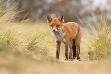 A relaxing red fox. Standing in the dunes, photographed in the dunes of the Netherlands in a natural habitat.