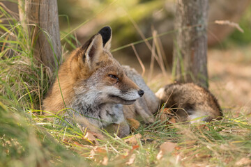 A red fox (Vulpes vulpes) photographed in the dunes of the Netherlands during autumn. With autumn leaves in the foreground.