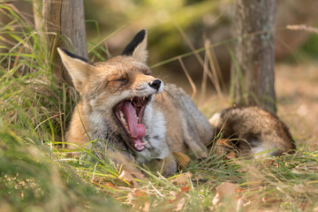 A yawning tired red fox (Vulpes vulpes) photographed in the dunes of the Netherlands during autumn....