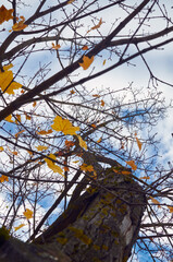 Up to the tree top shot from below. Autumn forest background. Vibrant color tree, red orange foliage in fall park. Nature change. Yellow leaves in October season 