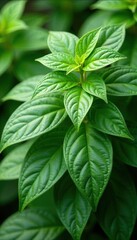 A bush covered with white holy basil flowers and leaves, nature, forest, botanical