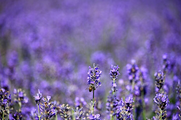Bee on lavender flower meadow springtime