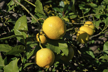 lemons fruit on the lemon tree