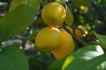 lemons fruit on the lemon tree