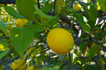 lemons fruit on the lemon tree