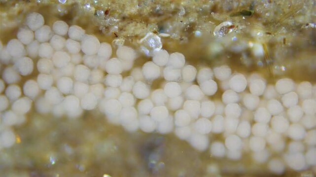 Eggs with developing larvae worm Polydora sp. under microscope, family Spionidae, class Polychaeta. They lay eggs in tubes in which they develop. White Sea.