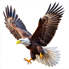 Naklejka premium American bald eagle flying on white background