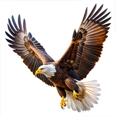American bald eagle flying  on white background 