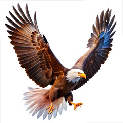Fototapeta premium American bald eagle flying on white background