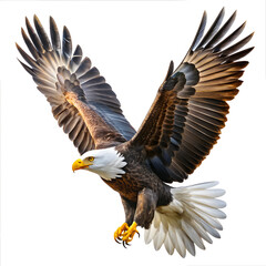 Obraz premium American bald eagle flying on white background 