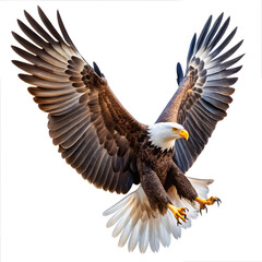 Naklejka premium American bald eagle flying on white background 