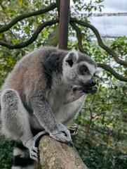 lemur on tree