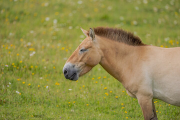 Fototapeta premium Wildpferd