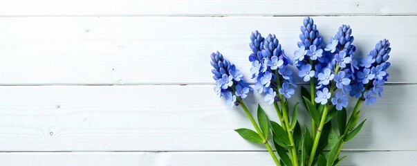 Fresh hyssop bunch with delicate blue flowers against a crisp white wooden background, white wood, flowers, wooden decor