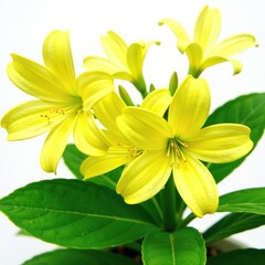 Bright yellow flowers with green leaves against a white background, foliage, nature