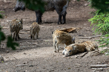 Wildschwein mit Frischling