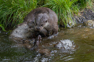 Fischotter im Wasser 