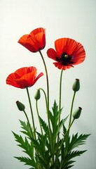 Fototapeta premium Poppy stems with leaves and flowers in full growth, spring, nature, bloom