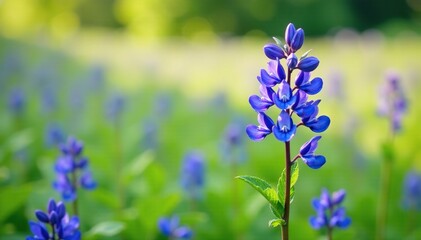 Low-growing plant with blue-purple flowers in a field, spring, speedwell
