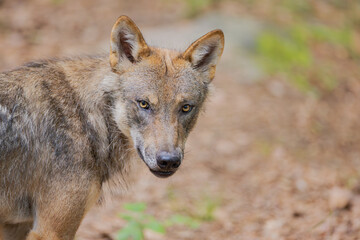 Wolf