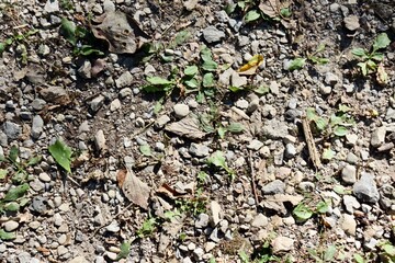 A close view of the rocks and pebbles on the ground.