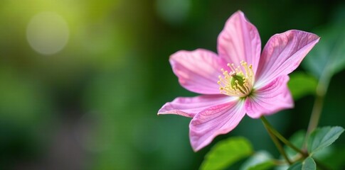 Obraz premium Delicate pink flower bud with intricate details, soft focus, greenery, clematis flower