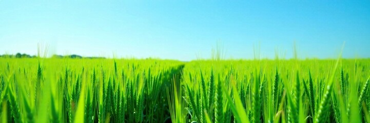 Obraz premium Row of green barley plants against a clear blue sky, farm, landscape, barley