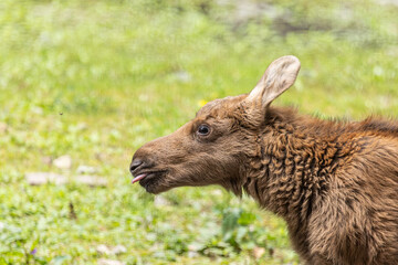 Fototapeta premium Junger Elch