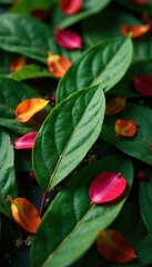 Bed of melissa leaves with scattered flower petals, leaf, organic