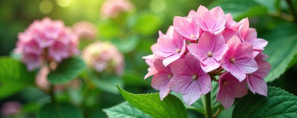 Fototapeta premium Large hydrangea blooms in lush green with soft pinkish hues, spring, garden flowers