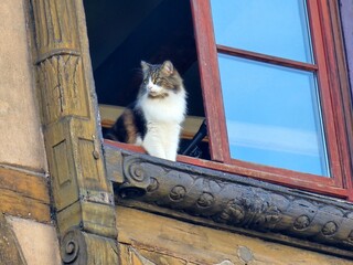 Colorful cat sitting in the window