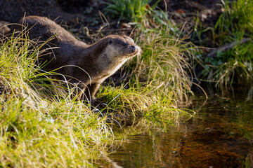 Fischotter