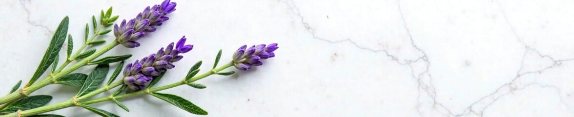 Fototapeta premium Lavender sprigs and thyme leaves entwined on white marble, herb, flower, thyme