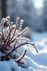 Obraz premium Icy vines entwine the skeletal remains of winter plants, plant, ice, leafless