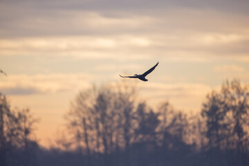 Kormoran