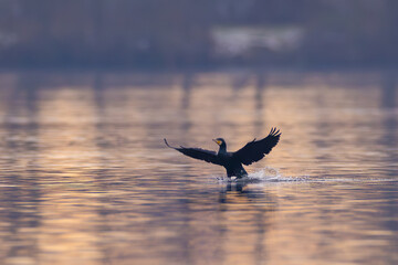 Kormoran