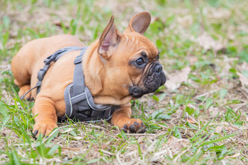 Cute French bulldog walking in park