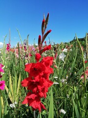 A field of blooming gladioli against a blue sky