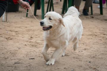 A beautiful friendly golden retriever running at a dog show.